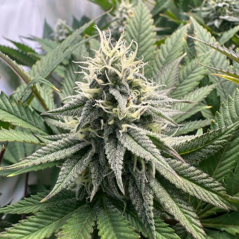 Animal Cookies growlog timeline photo