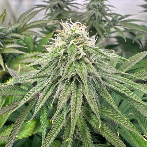 Blue Zushi growlog timeline photo