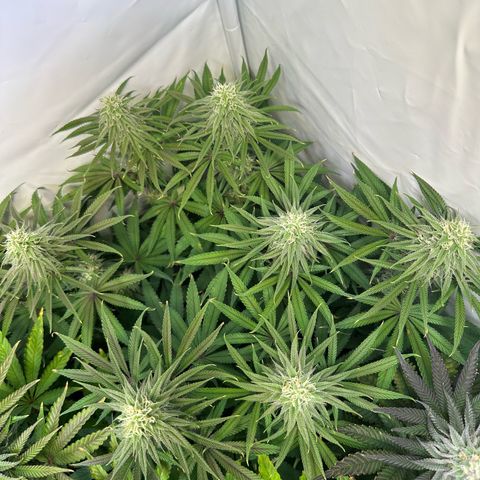 Blue Zushi growlog timeline photo