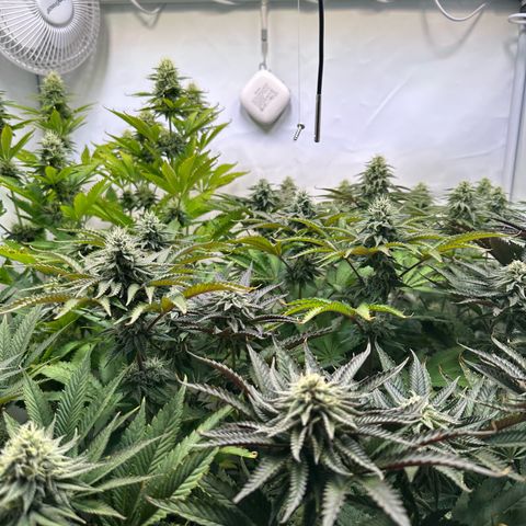 Animal Cookies growlog timeline photo