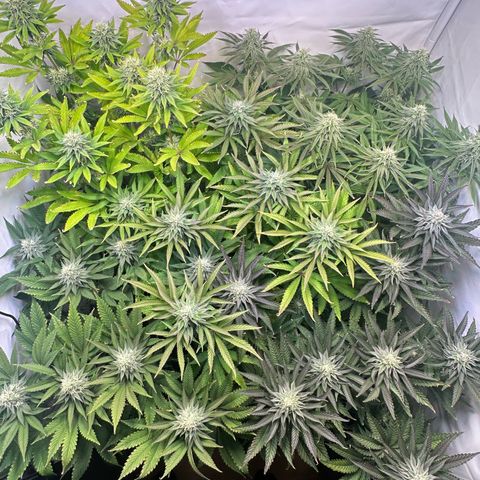 Animal Cookies growlog timeline photo