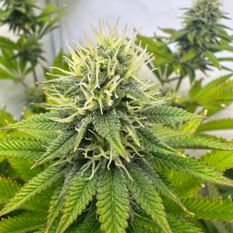 RS11 growlog timeline photo