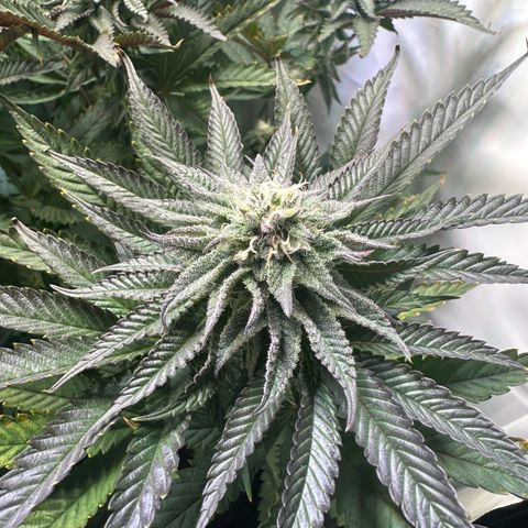 Orange Bud 2.0 growlog timeline photo