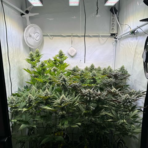 Animal Cookies growlog timeline photo
