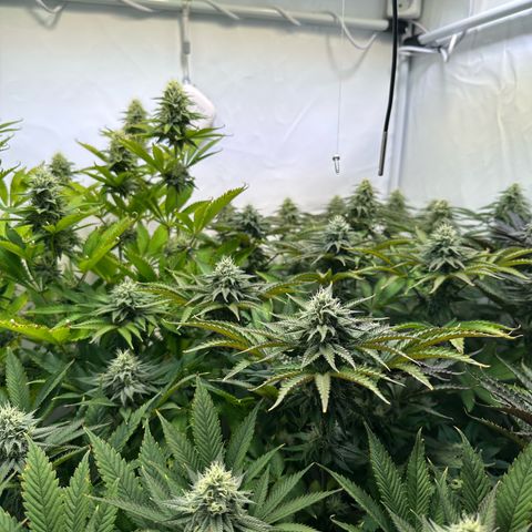 Animal Cookies growlog timeline photo