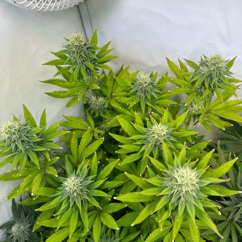 RS11 growlog timeline photo