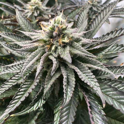 Orange Bud 2.0 growlog timeline photo