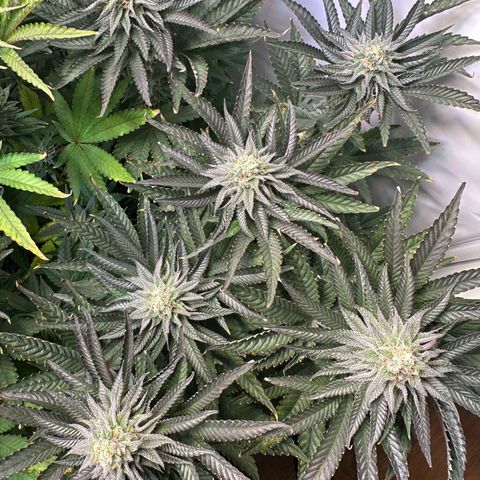 Orange Bud 2.0 growlog timeline photo