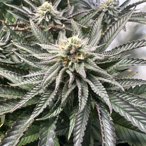 Orange Bud 2.0 growlog timeline photo