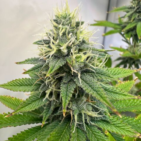 RS11 growlog timeline photo