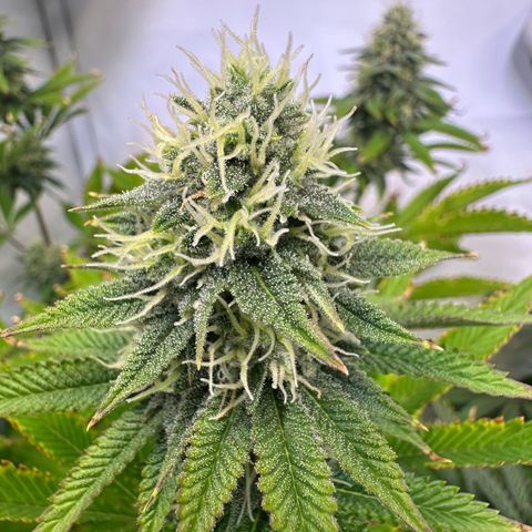 RS11 growlog timeline photo