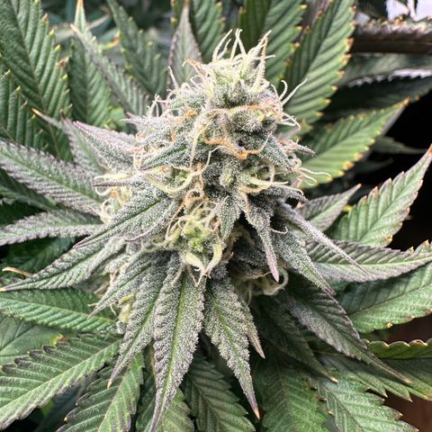Animal Cookies growlog timeline photo