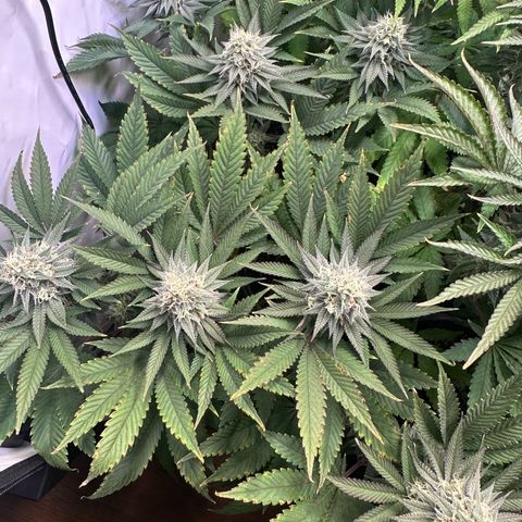 Animal Cookies growlog timeline photo