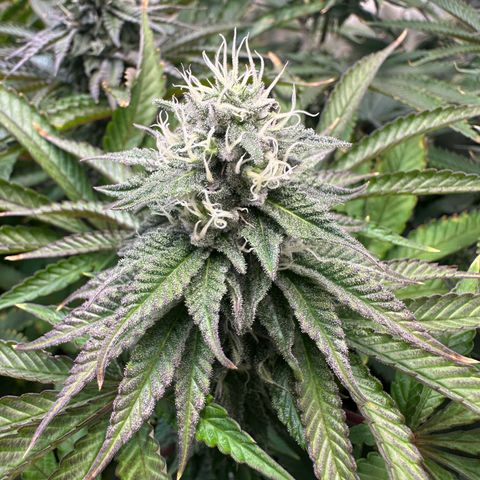 Blue Zushi growlog timeline photo