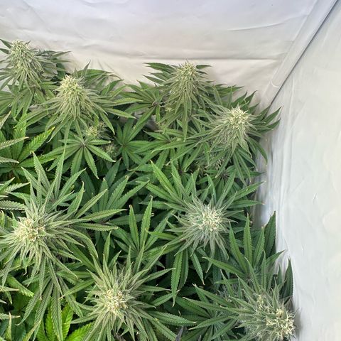 Blue Zushi growlog timeline photo