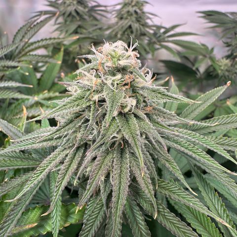 Blue Zushi growlog timeline photo