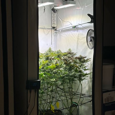 Animal Cookies growlog timeline photo