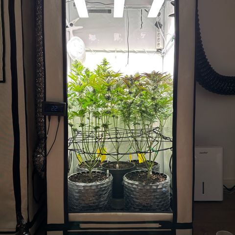 Animal Cookies growlog timeline photo