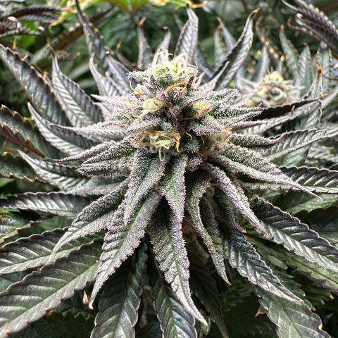 Orange Bud 2.0 growlog timeline photo