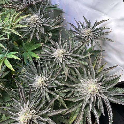 Orange Bud 2.0 growlog timeline photo