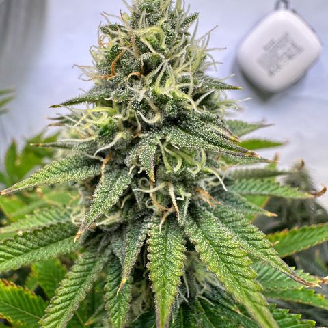 RS11 growlog timeline photo