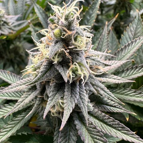 Animal Cookies growlog timeline photo