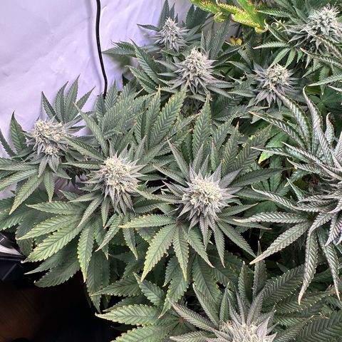 Animal Cookies growlog timeline photo