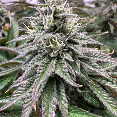 Blue Zushi growlog timeline photo