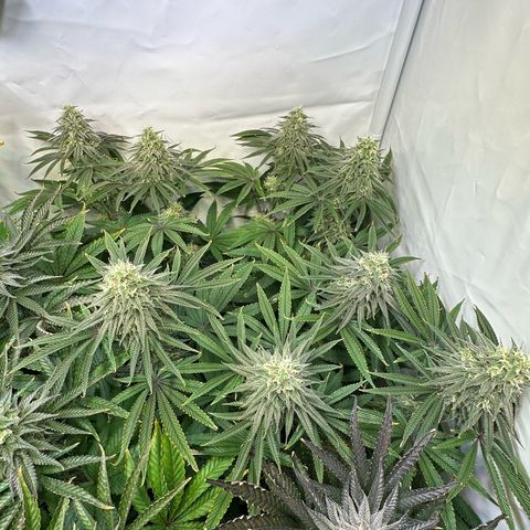 Blue Zushi growlog timeline photo