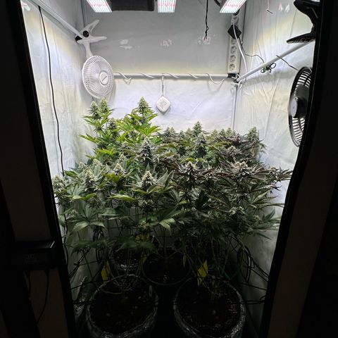 Animal Cookies growlog timeline photo