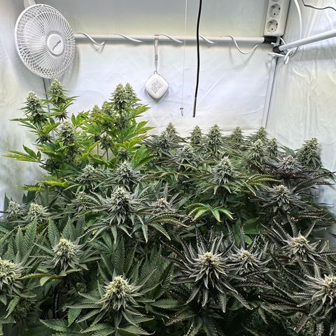 Animal Cookies growlog timeline photo