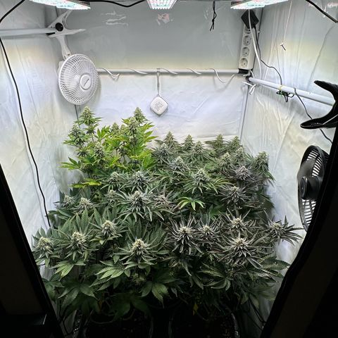 Animal Cookies growlog timeline photo