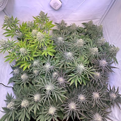 Animal Cookies growlog timeline photo
