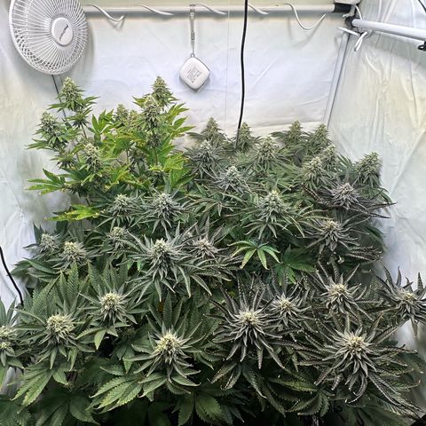 Animal Cookies growlog timeline photo