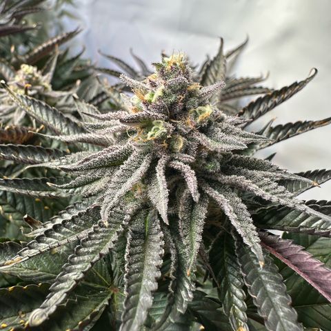 Orange Bud 2.0 growlog timeline photo
