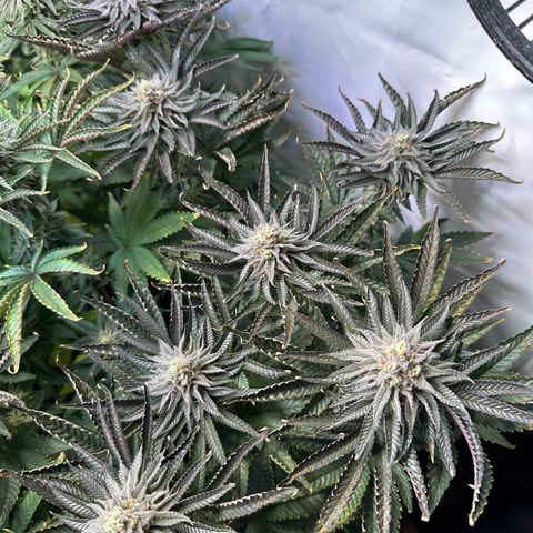 Orange Bud 2.0 growlog timeline photo