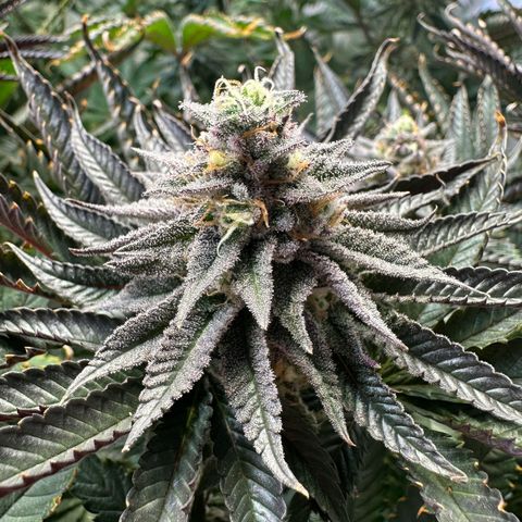 Orange Bud 2.0 growlog timeline photo