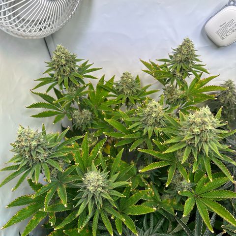 RS11 growlog timeline photo