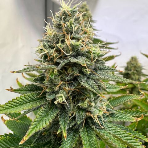 RS11 growlog timeline photo