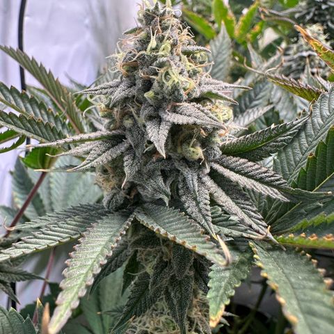 Animal Cookies growlog timeline photo