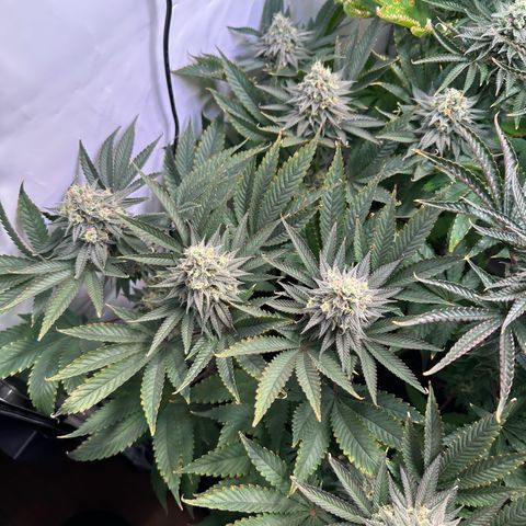 Animal Cookies growlog timeline photo