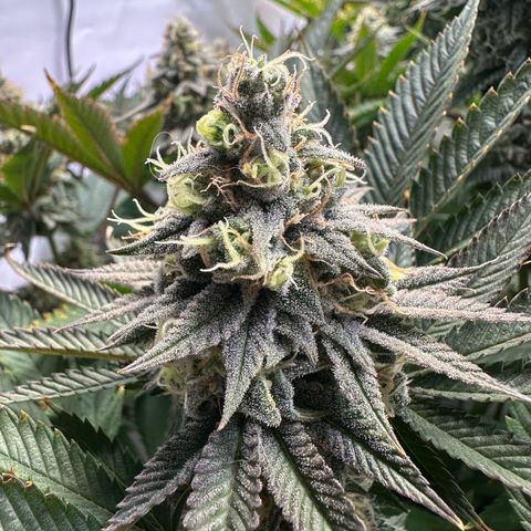 Animal Cookies growlog timeline photo