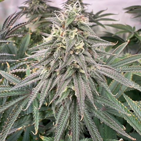 Blue Zushi growlog timeline photo