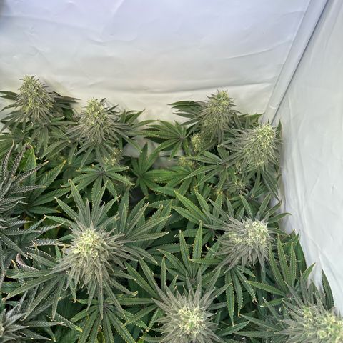 Blue Zushi growlog timeline photo