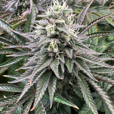 Blue Zushi growlog timeline photo