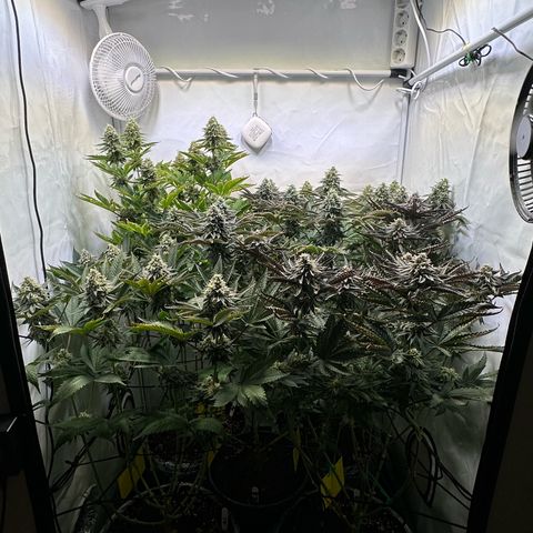 Animal Cookies growlog timeline photo