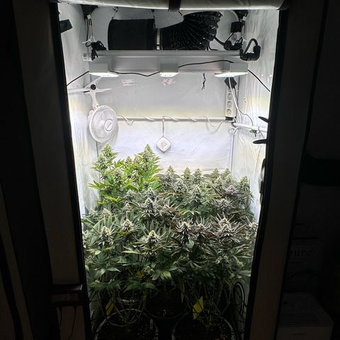 Animal Cookies growlog timeline photo