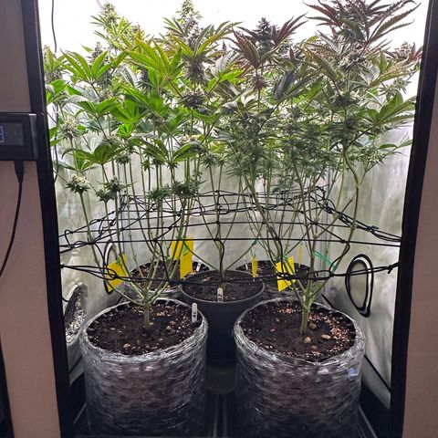 Animal Cookies growlog timeline photo