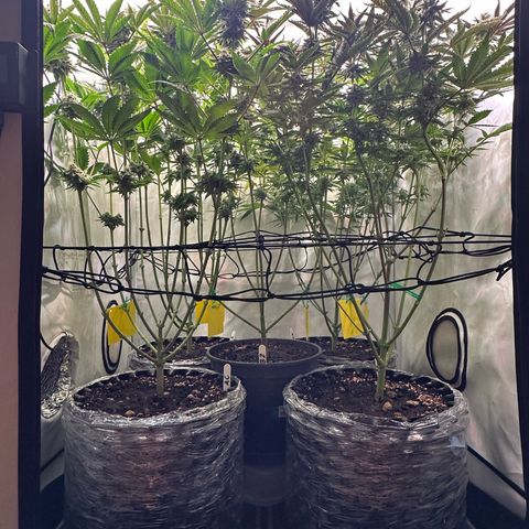 Animal Cookies growlog timeline photo