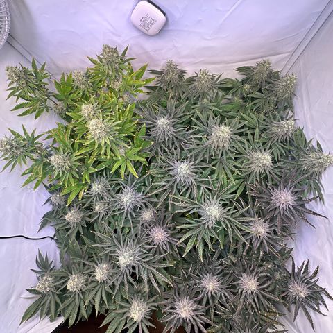 Animal Cookies growlog timeline photo